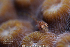 A colorful goby models for the camera atop star coral.  I... by Susannah H. Snowden-Smith 